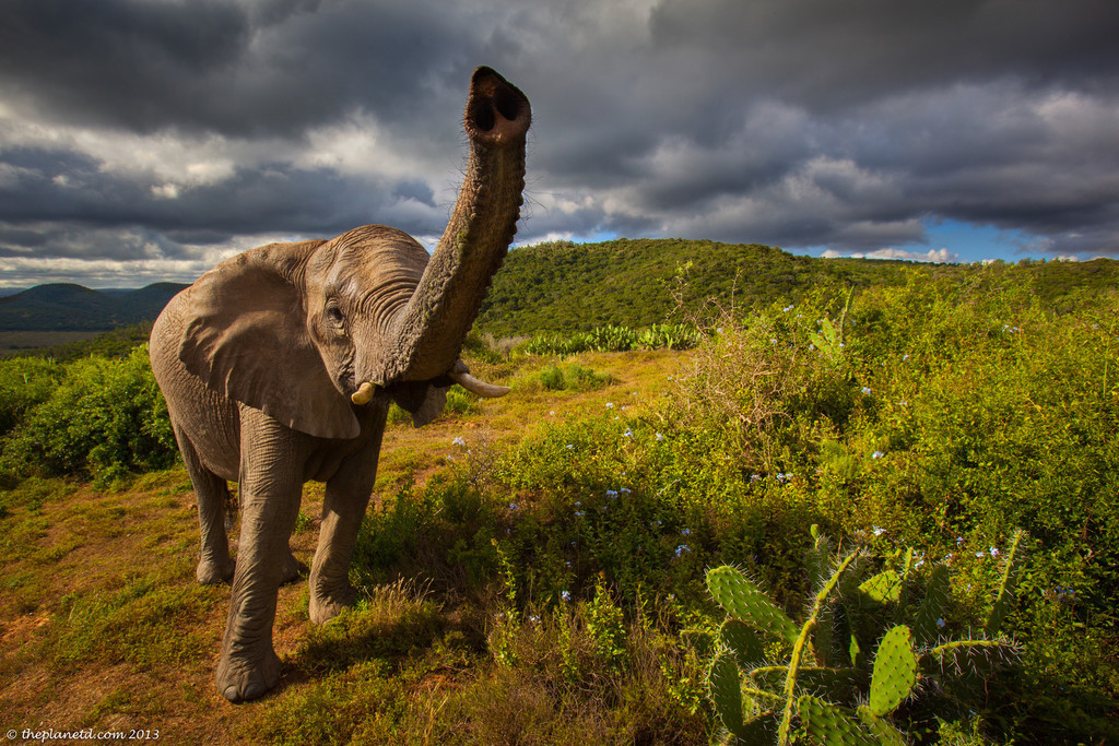Wildlife-South-Africa-tourism