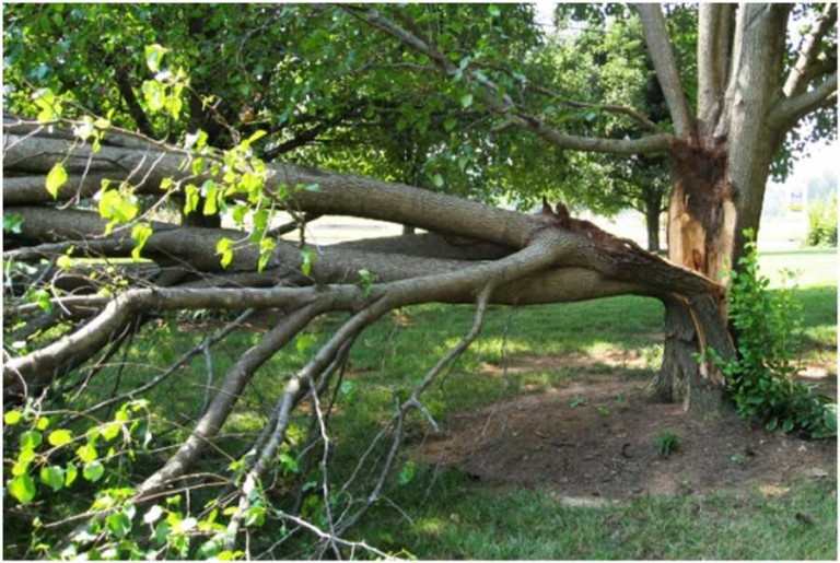 Remove Dead Trees from Your Yard before They Fall