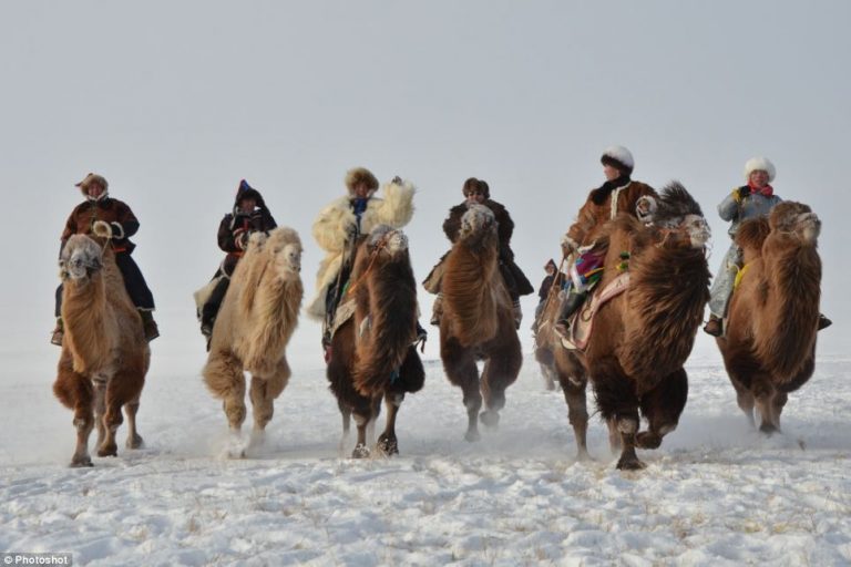 Shaman Shunned For Camel Hunting In Siberia