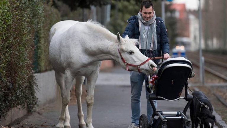 Mare Has Been Walking Alone In Frankfurt For 14 Years