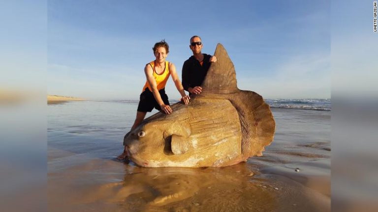 Giant Sunfish Washed Up In Australia